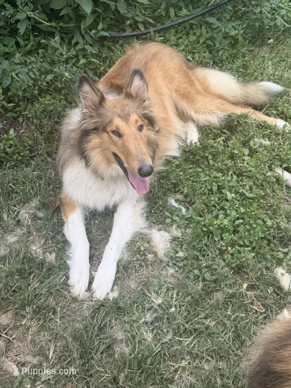 Belle Belle  – Collie puppy for sale in Bonnieville, KY