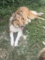 Belle Belle , a female Collie for sale in Bonnieville, KY – 1 of 2