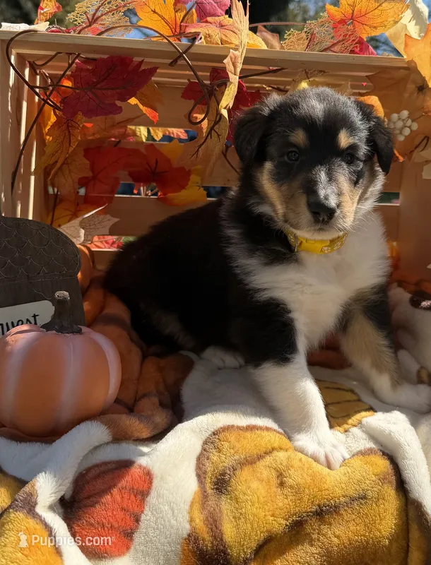 Sunny  – Collie puppy for sale in Bonnieville, KY