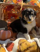 Sunny , a male Collie for sale in Bonnieville, KY – 1 of 4