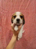 Groot, a male Shih Tzu and Miniature Dachshund for sale in Tucson, AZ – 2 of 6