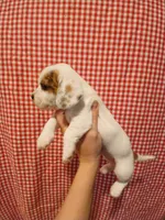 Spider-Man , a male Shih Tzu and Miniature Dachshund for sale in Tucson, AZ – 3 of 6