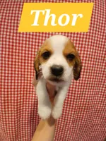 Thor, a male Shih Tzu and Miniature Dachshund for sale in Tucson, AZ – 1 of 6