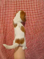 Super-Man, a male Shih Tzu and Miniature Dachshund for sale in Tucson, AZ – 3 of 6