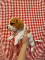 Super-Man, a male Shih Tzu and Miniature Dachshund for sale in Tucson, AZ – 2 of 6