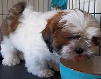 Stash, a male Shih Tzu for sale in Tucson, AZ – Photo 6 of 10