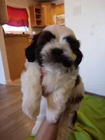 Stash, a male Shih Tzu for sale in Tucson, AZ – Photo 9 of 10