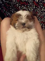 Stash, a male Shih Tzu for sale in Tucson, AZ – Photo 3 of 10