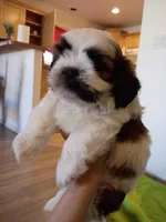 Stash, a male Shih Tzu for sale in Tucson, AZ – Photo 8 of 10