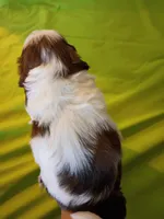 Stash, a male Shih Tzu for sale in Tucson, AZ – Photo 10 of 10