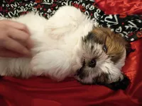 Stash, a male Shih Tzu for sale in Tucson, AZ – Photo 2 of 10