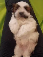 Stash, a male Shih Tzu for sale in Tucson, AZ – Photo 7 of 10