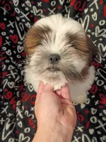 Stash, a male Shih Tzu for sale in Tucson, AZ – Photo 1 of 10