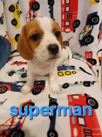 Super-Man, a male Shih Tzu and Miniature Dachshund for sale in Tucson, AZ – 4 of 10