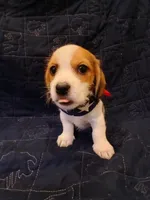 Thor, a male Shih Tzu and Miniature Dachshund for sale in Tucson, AZ – 7 of 10