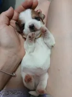 Thor, a male Shih Tzu and Miniature Dachshund for sale in Tucson, AZ – 6 of 6