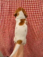Aqua-Man, a male Shih Tzu and Miniature Dachshund for sale in Tucson, AZ – 2 of 6