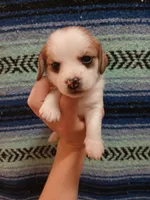 Bruce-Banner , a male Shih Tzu and Miniature Dachshund for sale in Tucson, AZ – 5 of 6