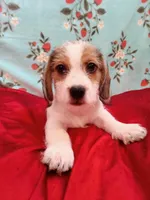 Thor, a male Shih Tzu and Miniature Dachshund for sale in Tucson, AZ – 2 of 10