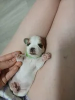 Aqua-Man, a male Shih Tzu and Miniature Dachshund for sale in Tucson, AZ – 6 of 6