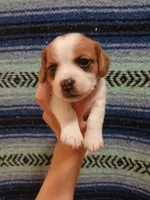 Super-Man, a male Shih Tzu and Miniature Dachshund for sale in Tucson, AZ – 5 of 6