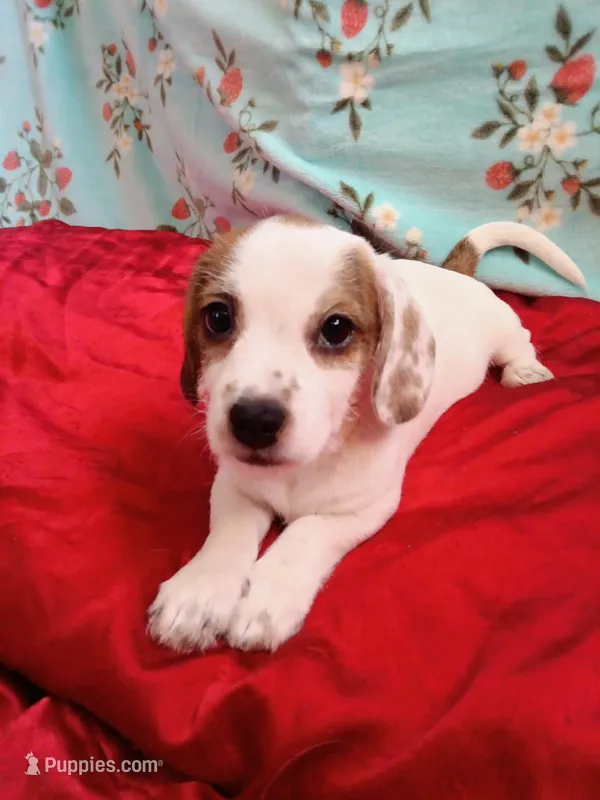 Spider-Man  – Shih Tzu, Miniature Dachshund puppy for sale in Tucson, AZ