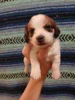 Groot, a male Shih Tzu and Miniature Dachshund for sale in Tucson, AZ – 5 of 6