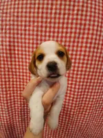 Aqua-Man, a male Shih Tzu and Miniature Dachshund for sale in Tucson, AZ – 4 of 6