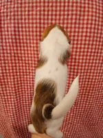 Groot, a male Shih Tzu and Miniature Dachshund for sale in Tucson, AZ – 4 of 6