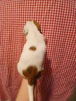 Spider-Man , a male Shih Tzu and Miniature Dachshund for sale in Tucson, AZ – 4 of 6