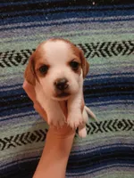 Aqua-Man, a male Shih Tzu and Miniature Dachshund for sale in Tucson, AZ – 5 of 6