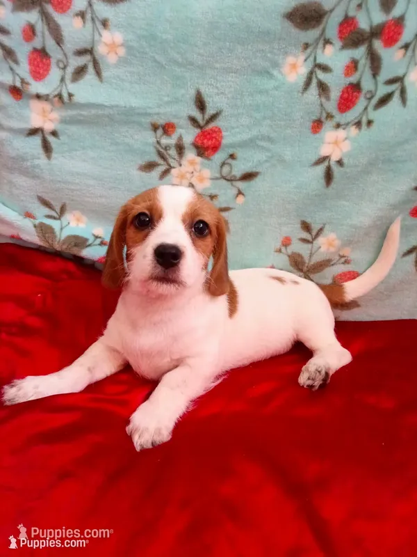 Super-Man – Shih Tzu, Miniature Dachshund puppy for sale in Tucson, AZ