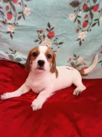 Super-Man, a male Shih Tzu and Miniature Dachshund for sale in Tucson, AZ – 2 of 10