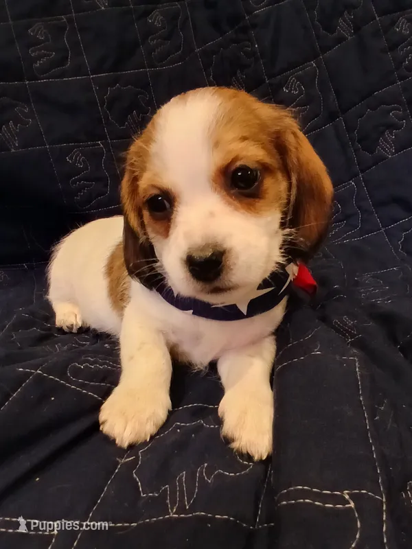 Groot – Shih Tzu, Miniature Dachshund puppy for sale in Tucson, AZ