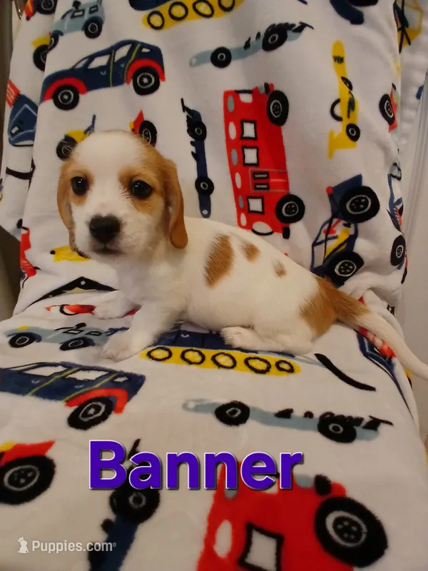 Bruce-Banner  – Shih Tzu, Miniature Dachshund puppy for sale in Tucson, AZ