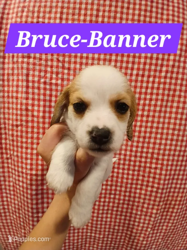 Bruce-Banner , a male Shih Tzu and Miniature Dachshund for sale in Tucson, AZ – 1 of 6