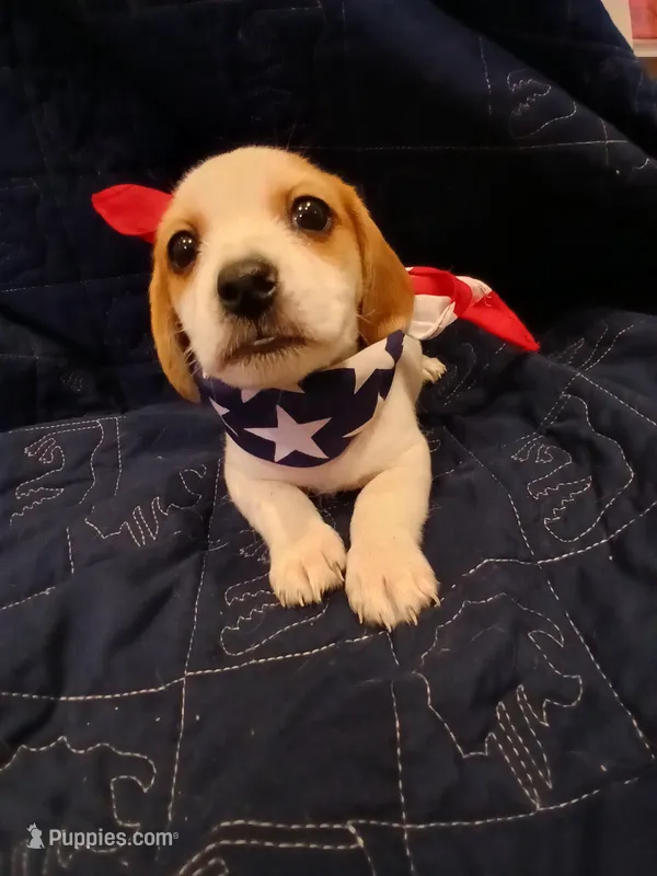 Aqua-Man – Shih Tzu, Miniature Dachshund puppy for sale in Tucson, AZ