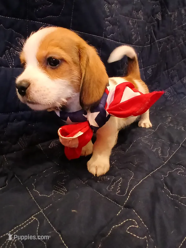 Thor – Shih Tzu, Miniature Dachshund puppy for sale in Tucson, AZ