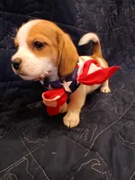 Thor, a male Shih Tzu and Miniature Dachshund for sale in Tucson, AZ – 6 of 10