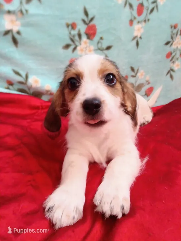 Groot – Shih Tzu, Miniature Dachshund puppy for sale in Tucson, AZ