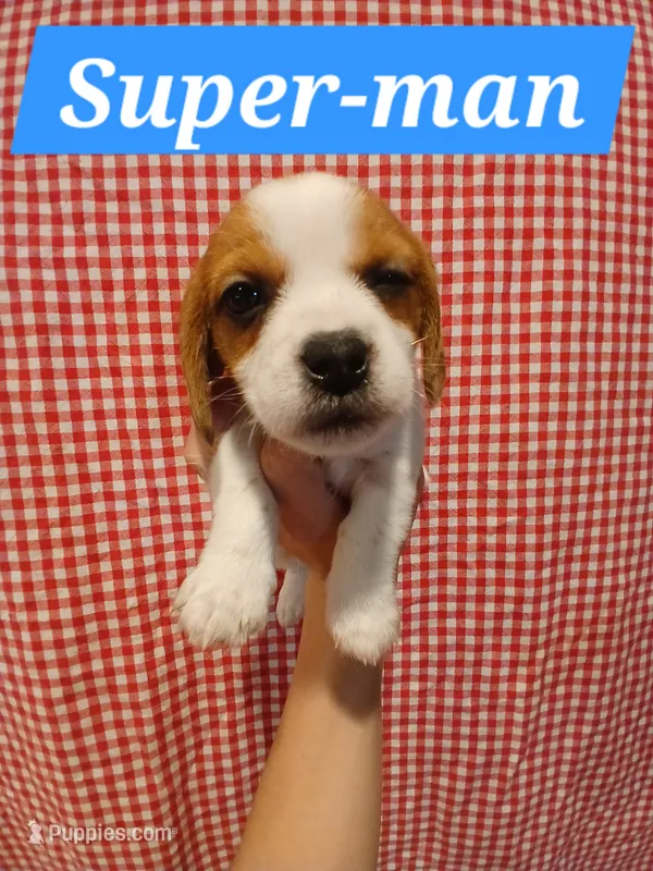Super-Man – Shih Tzu, Miniature Dachshund puppy for sale in Tucson, AZ