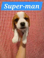 Super-Man, a male Shih Tzu and Miniature Dachshund for sale in Tucson, AZ – 1 of 6