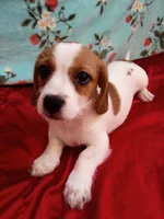 Super-Man, a male Shih Tzu and Miniature Dachshund for sale in Tucson, AZ – 3 of 10