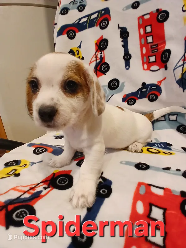 Spider-Man  – Shih Tzu, Miniature Dachshund puppy for sale in Tucson, AZ