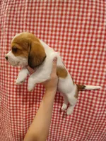 Thor, a male Shih Tzu and Miniature Dachshund for sale in Tucson, AZ – 2 of 6