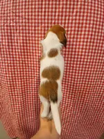 Thor, a male Shih Tzu and Miniature Dachshund for sale in Tucson, AZ – 4 of 6