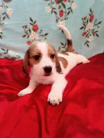 Thor, a male Shih Tzu and Miniature Dachshund for sale in Tucson, AZ – 3 of 10