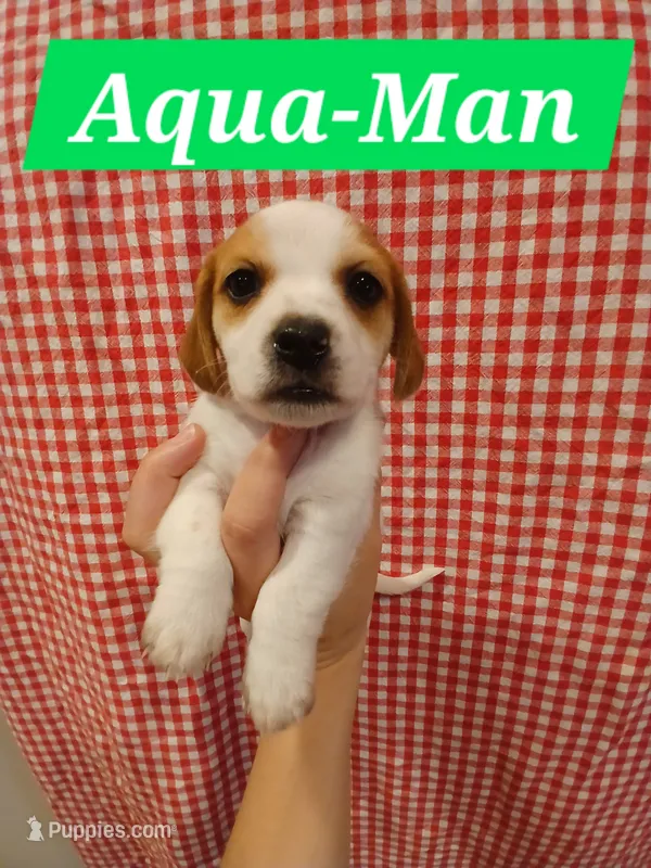 Aqua-Man, a male Shih Tzu and Miniature Dachshund for sale in Tucson, AZ – 1 of 6