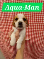 Aqua-Man, a male Shih Tzu and Miniature Dachshund for sale in Tucson, AZ – 1 of 6