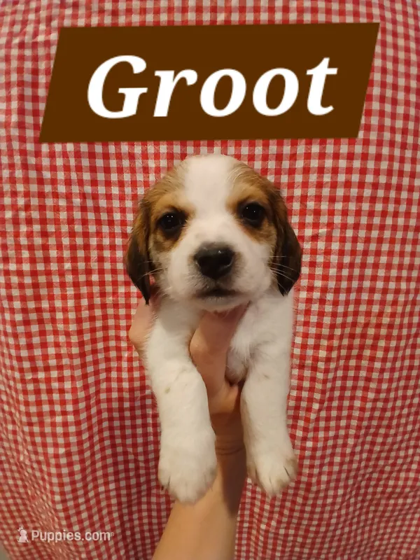 Groot – Shih Tzu, Miniature Dachshund puppy for sale in Tucson, AZ